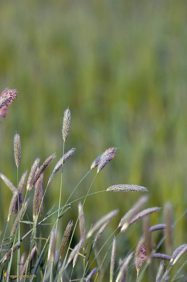 Nom de l'image : D2162537_1_(c)Norbert-JUNG — Description :